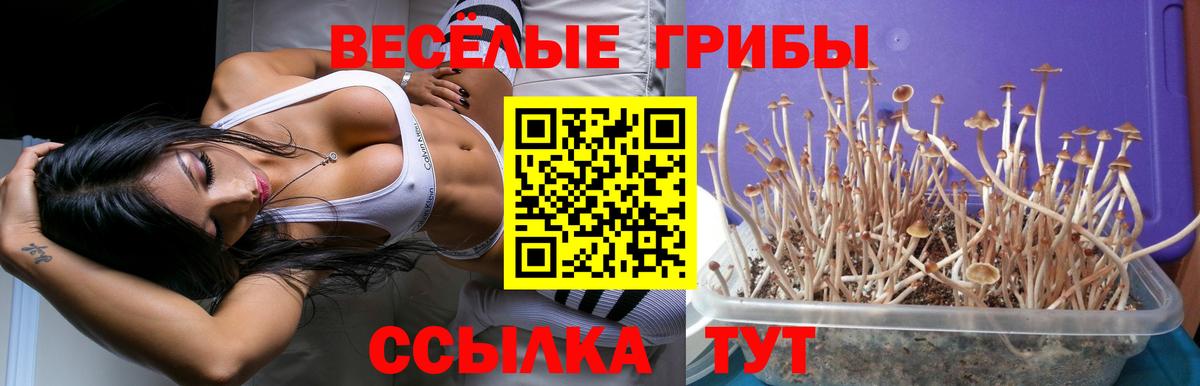 Псилоцибиновые грибы Cubensis Азов
